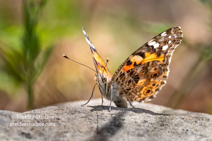 Butterflies of the Columbia Gorge — Steider Studios